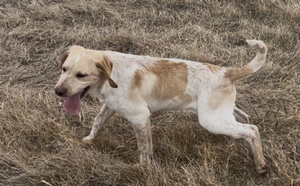 Bronze and White Male